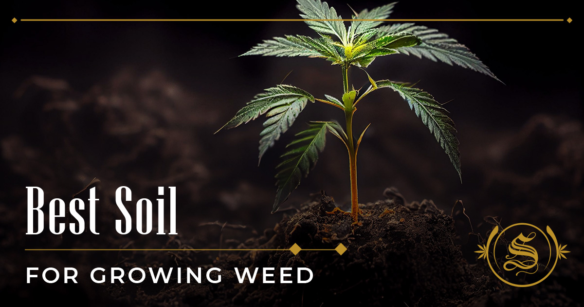 Best growing soil for weed