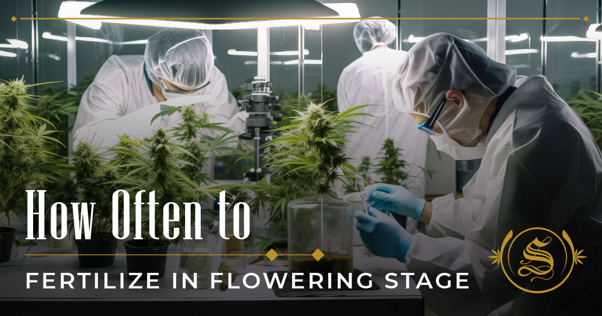 How Often To Fertilize In Flowering Stage Things To Know The Sanctuary
