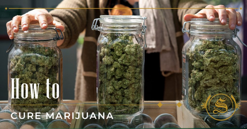 how to cure marijuana