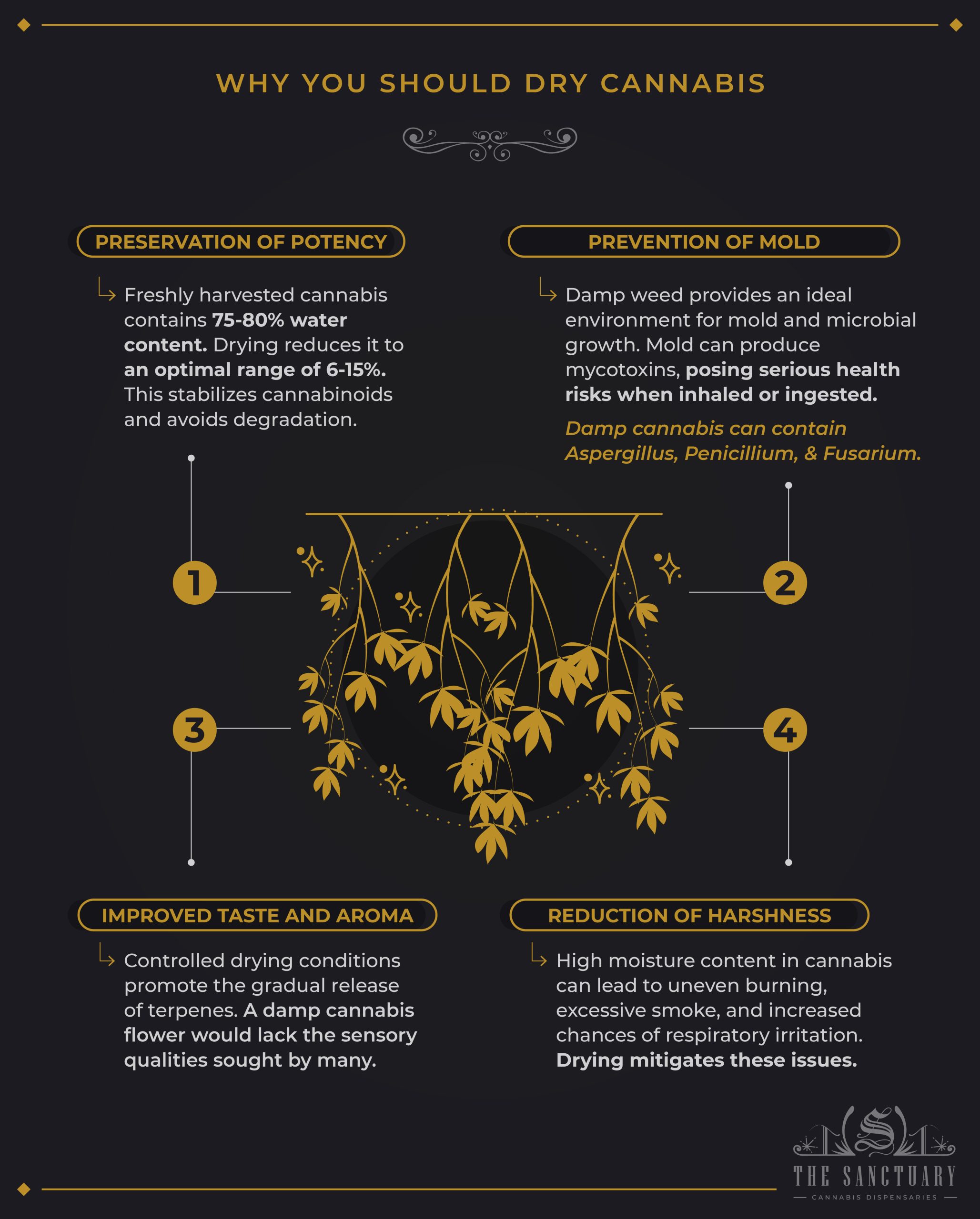 Why You Should Dry Cannabis