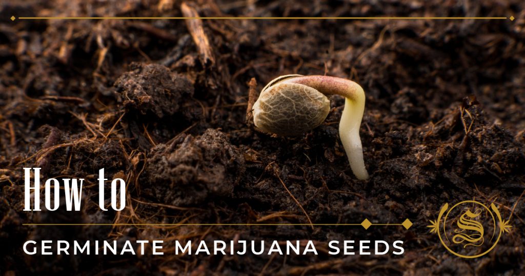how to germinate marijuana seeds