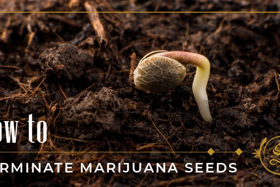 What Is Dill Weed The Sanctuary