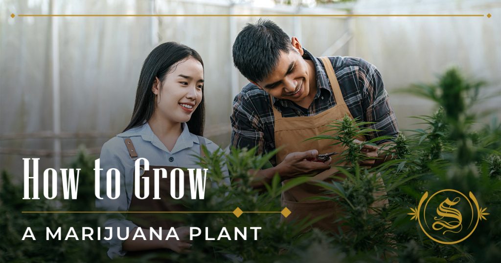how to grow a marijuana plant