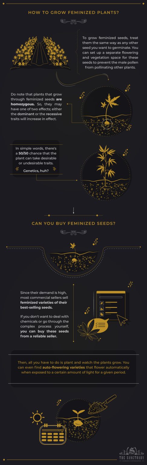How To Feminize Seeds - The Sanctuary