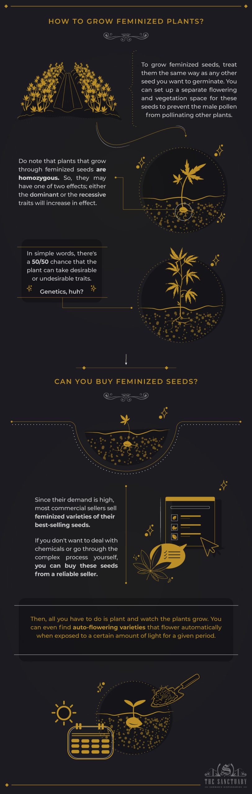 How to Grow Feminized Plants