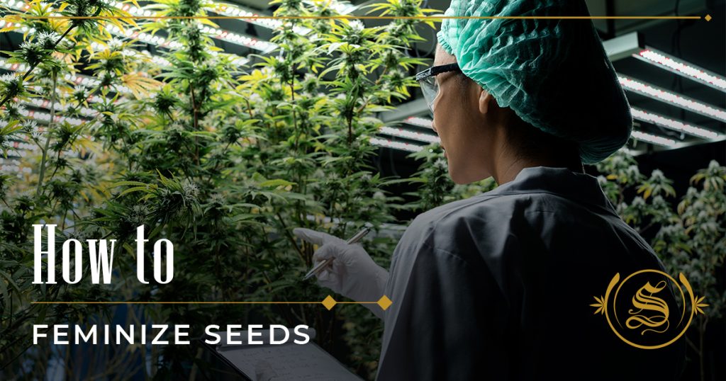 how to feminize seeds