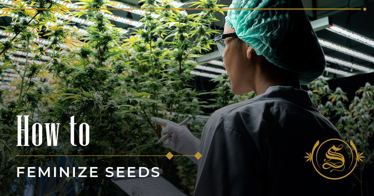 How To Feminize Seeds Via Hormone Balance Alteration The Sanctuary