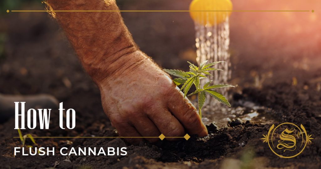 how to flush cannabis