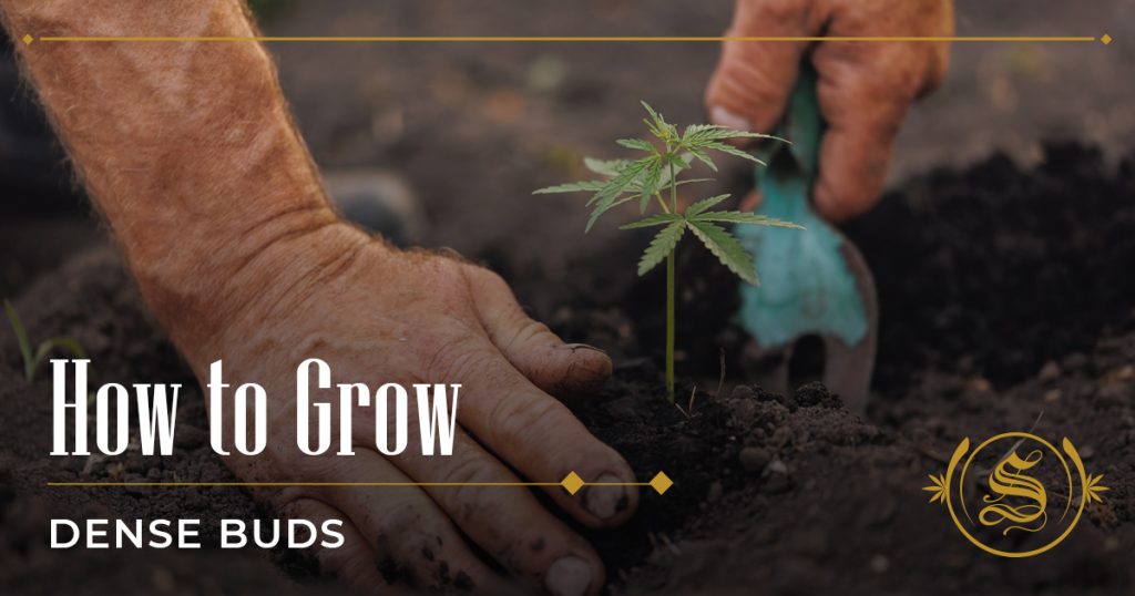 how to grow dense buds