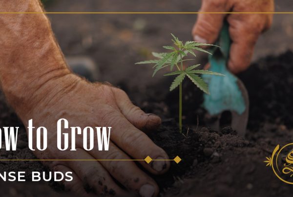 how to grow dense buds