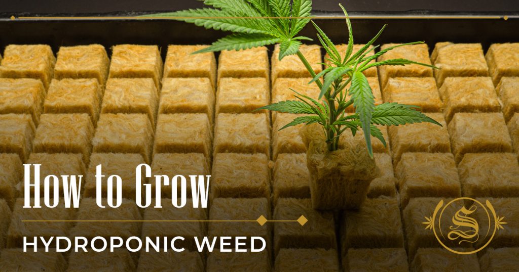 how to grow hydroponic weed