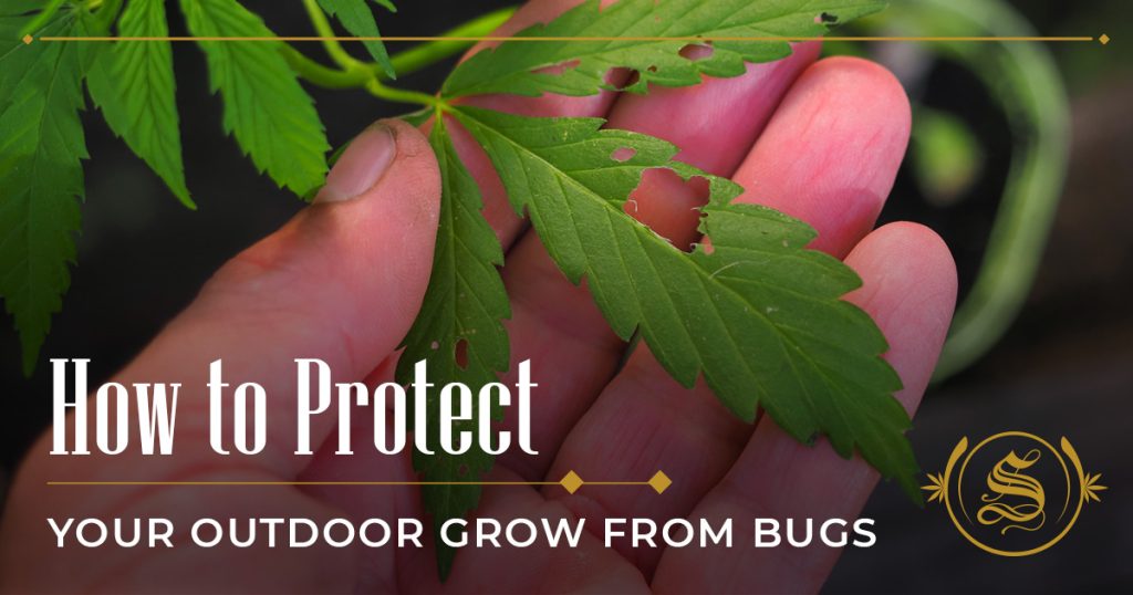 how to protect your outdoor grow from bugs