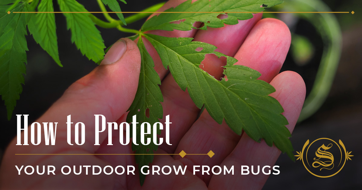 How To Protect Your Outdoor Grow From Bugs 7 Safety Hacks The Sanctuary