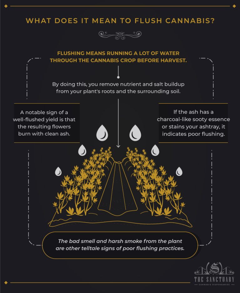 How To Flush Cannabis 5 Steps To Avoid Messing It Up The Sanctuary