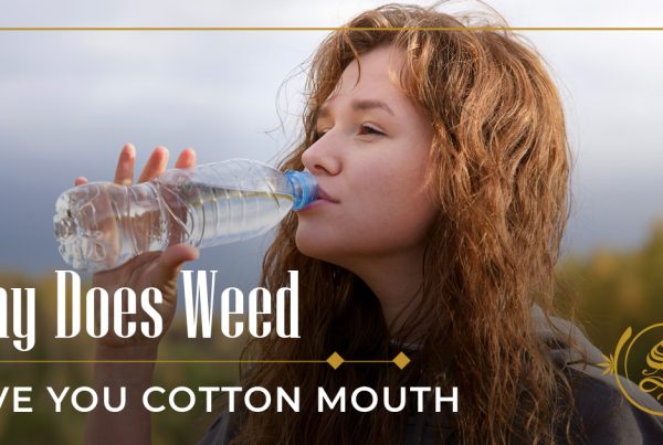 why does weed give you cotton mouth