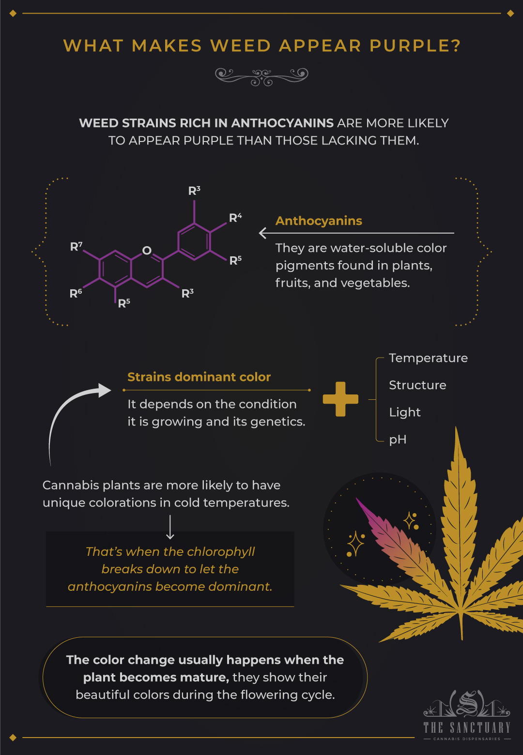 What Makes Weed Appear Purple