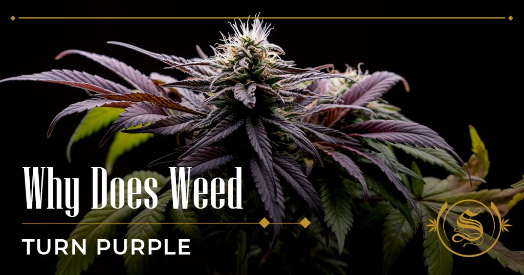 why does weed turn purple