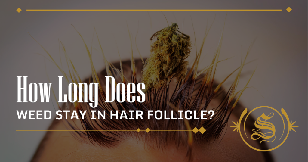 how long does weed stay in hair follicle